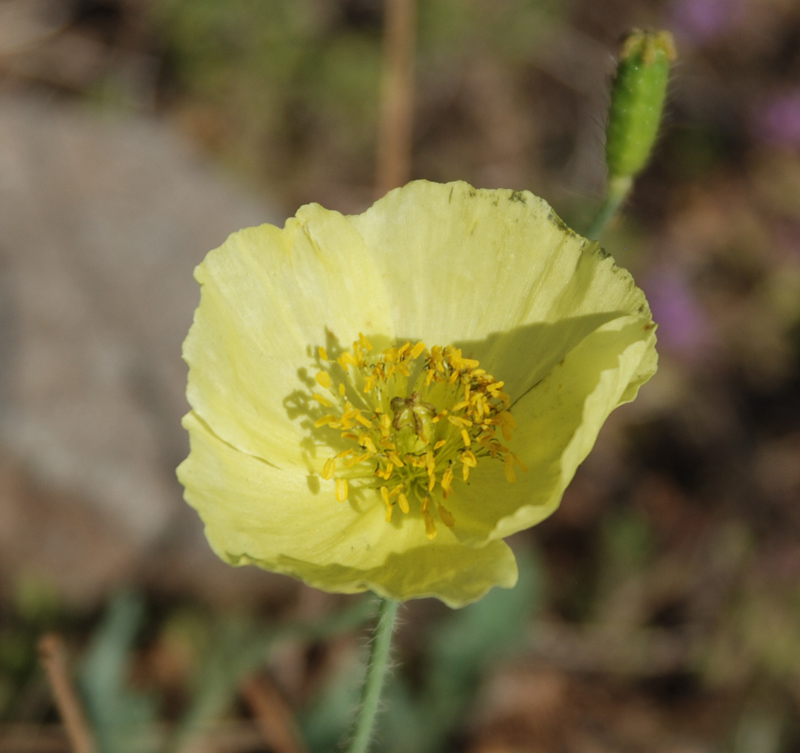 Image of Papaver nudicaule specimen.