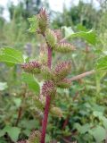 Xanthium orientale