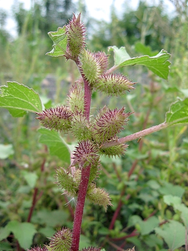 Image of Xanthium orientale specimen.