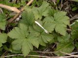 Filipendula camtschatica