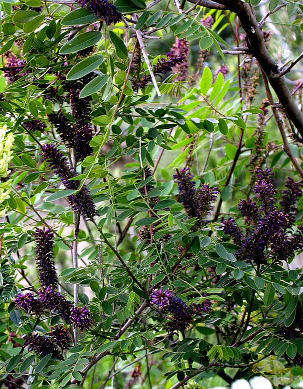 Изображение особи Amorpha fruticosa.