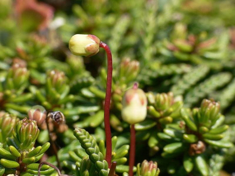 Image of Cassiope lycopodioides specimen.