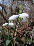 Galanthus transcaucasicus