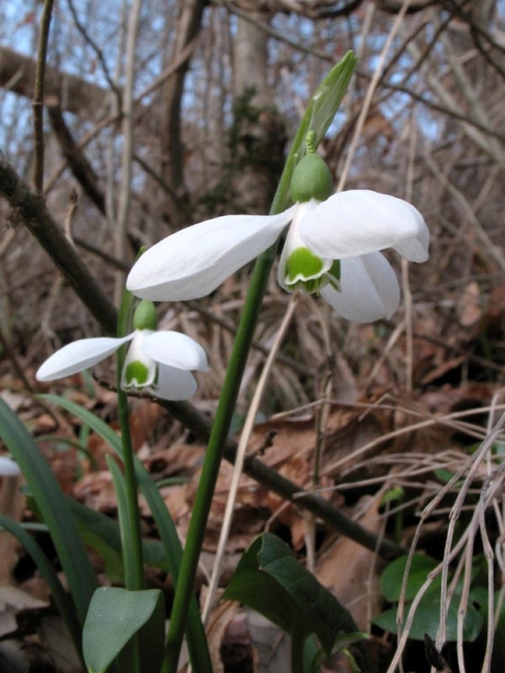 Изображение особи Galanthus transcaucasicus.