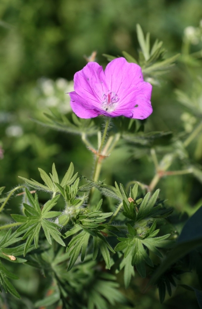 Изображение особи Geranium sanguineum.