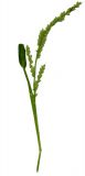 Echinochloa crus-galli. Верхушка плодоносящего растения (гербарный образец). 25.09.2009.