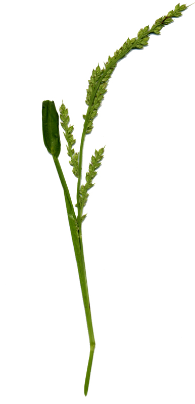 Image of Echinochloa crus-galli specimen.