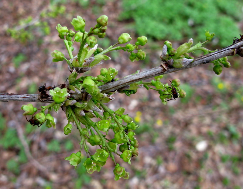 Image of Ribes hispidulum specimen.