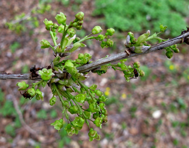 Изображение особи Ribes hispidulum.