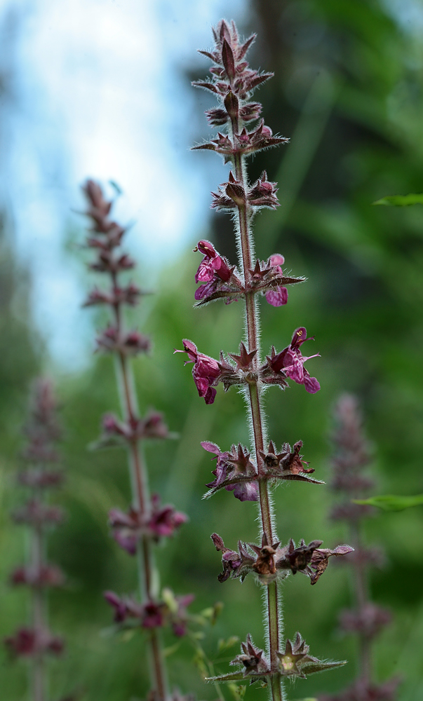 Image of Stachys sylvatica specimen.