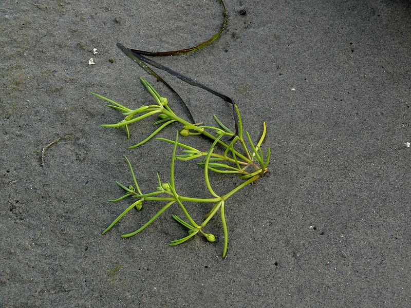 Изображение особи Spergularia marina.