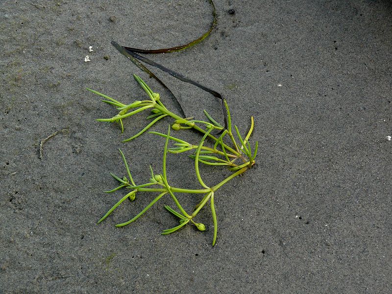 Image of Spergularia marina specimen.