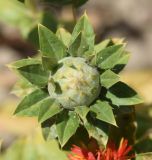 Carthamus tinctorius