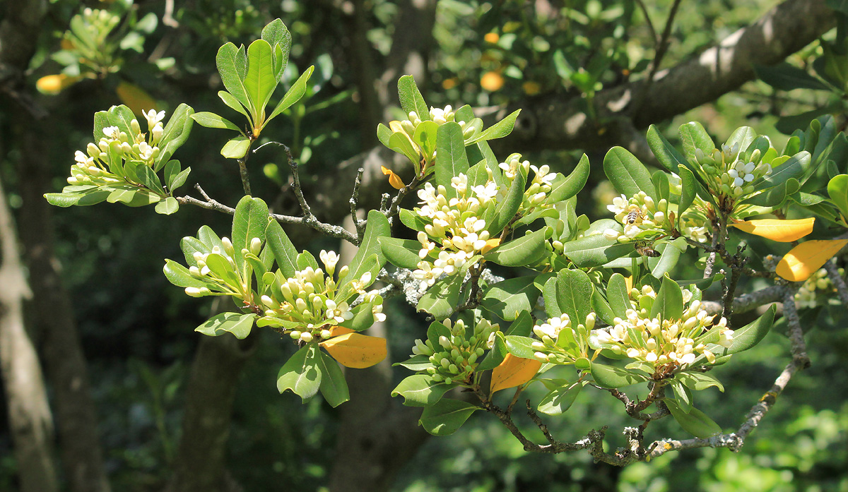 Изображение особи Pittosporum tobira.