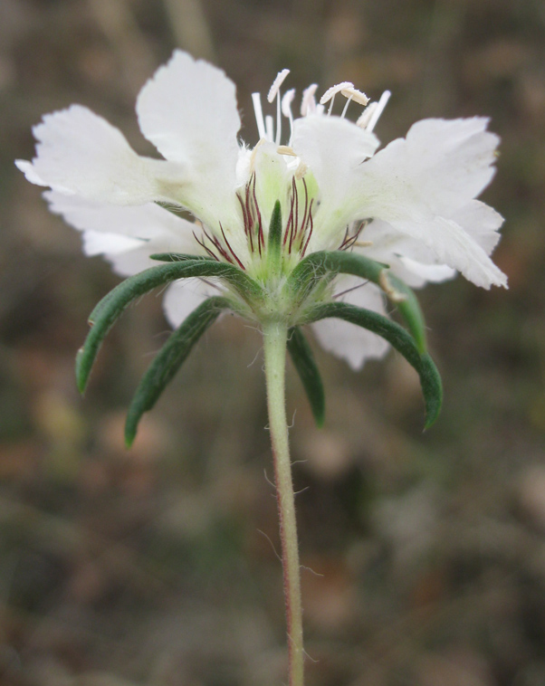 Image of Lomelosia argentea specimen.