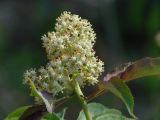 Sambucus sibirica. Соцветие. Окр. Иркутска, близ устья р. Иркут. 24.05.2014.