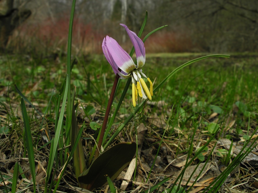 Изображение особи Erythronium sibiricum.