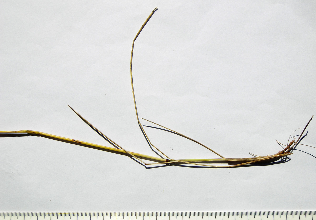 Image of Festuca djimilensis specimen.