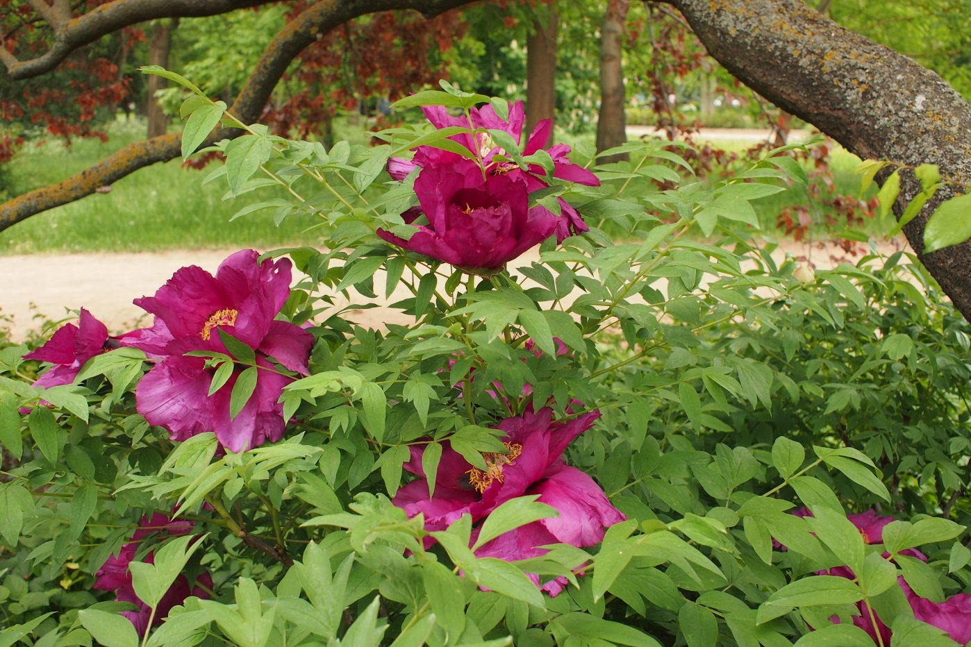 Изображение особи Paeonia suffruticosa.