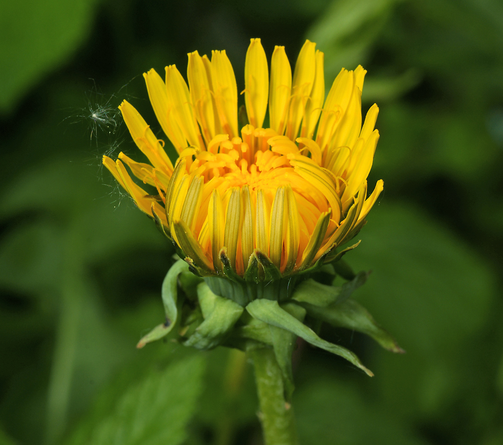 Изображение особи Taraxacum officinale.