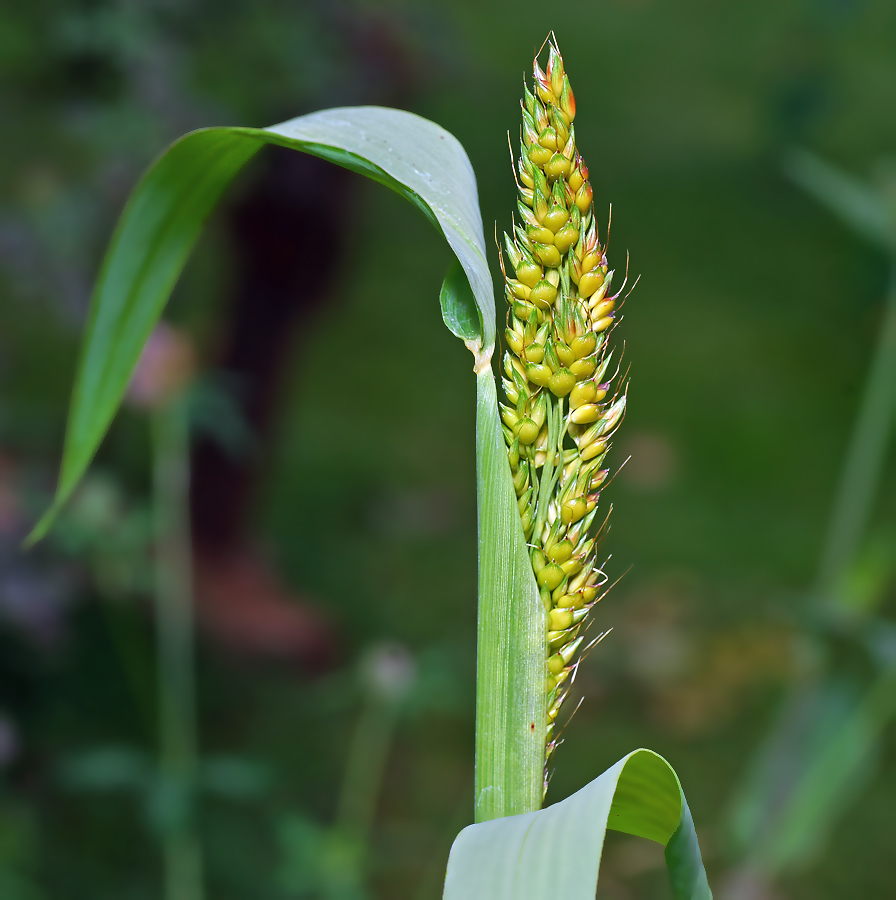 Image of Sorghum bicolor specimen.