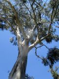 Eucalyptus tereticornis. Вегетирующее растение. Австралия, г. Брисбен, парк у реки. 02.10.2015.