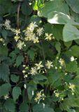 Clematis brevicaudata. Часть побега с соцветиями. Приморье, Владивосток, микрор-н Седанка, окр. Пионерского водохранилища, опушка широколиственного леса. 06.08.2015.