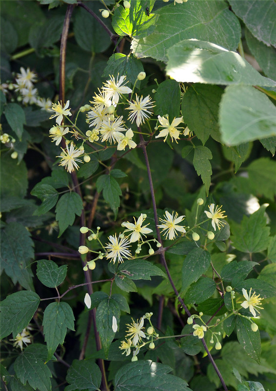 Image of Clematis brevicaudata specimen.