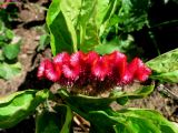 Celosia cristata. Верхушка цветущего растения. Беларусь, г. Минск, декоративное озеленение. 09.07.2007.