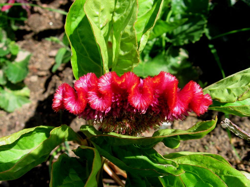 Image of Celosia cristata specimen.