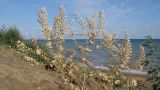 Lepidium perfoliatum