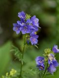 Polemonium caucasicum. Верхушка цветущего растения. Адыгея, Майкопский р-н, плато Лаго-Наки, хр. Каменное море, субальпийский луг. 19.07.2015.