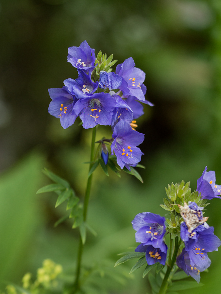 Image of Polemonium caucasicum specimen.