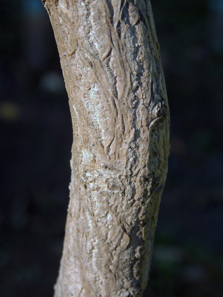 Image of Ginkgo biloba specimen.