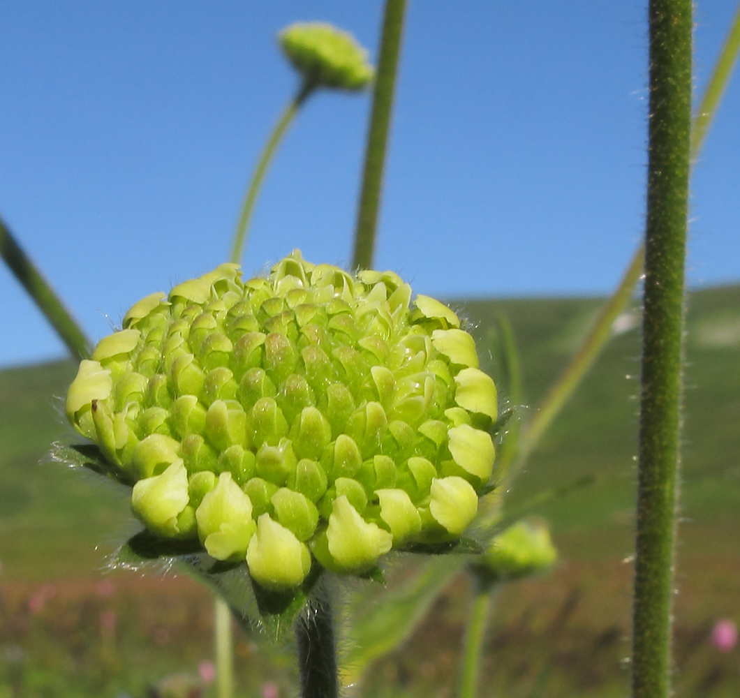 Image of Knautia montana specimen.