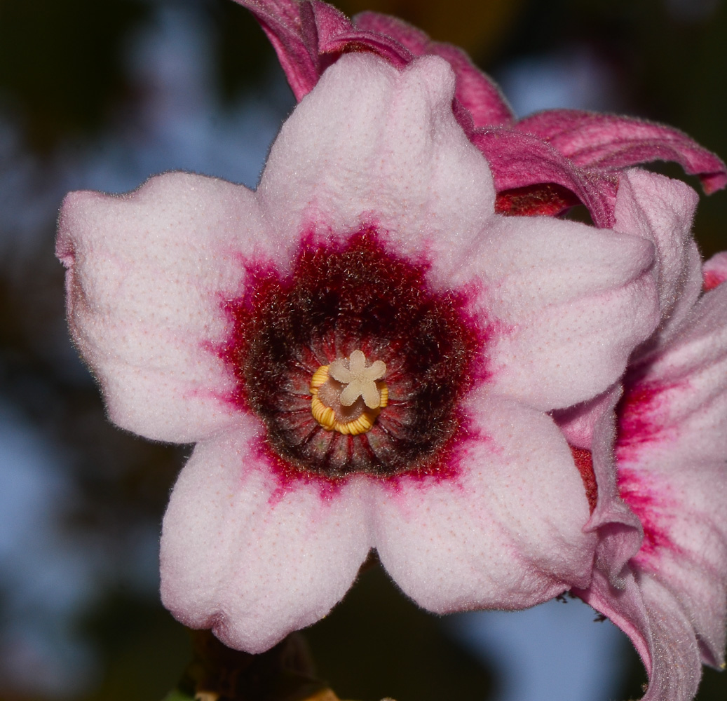 Изображение особи Brachychiton discolor.