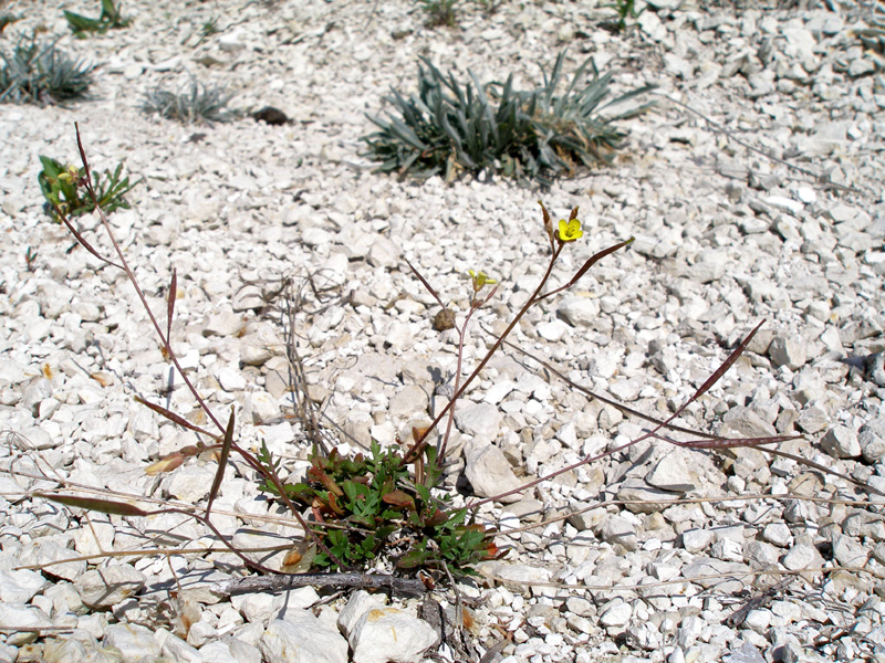 Изображение особи Diplotaxis muralis.