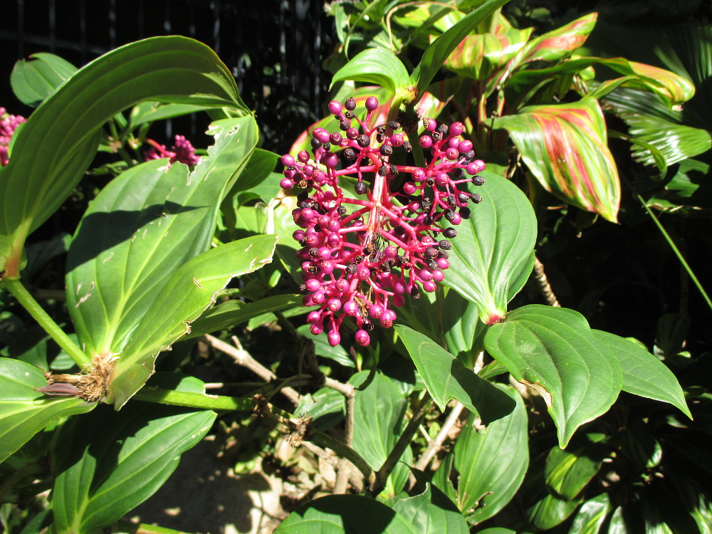 Image of Medinilla magnifica specimen.