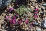 Oxytropis susamyrensis