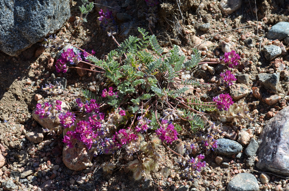 Изображение особи Oxytropis susamyrensis.