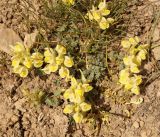 Scutellaria przewalskii