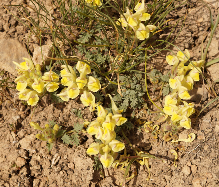 Изображение особи Scutellaria przewalskii.