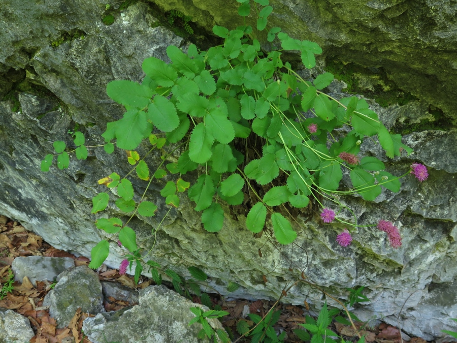 Image of Sanguisorba magnifica specimen.
