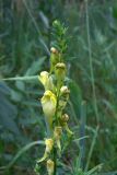 Linaria vulgaris. Соцветие с распускающимися цветками. Челябинская обл., окр. г. Челябинск, Золотая горка, разнотравная поляна в берёзовом лесу. 30.06.2014.