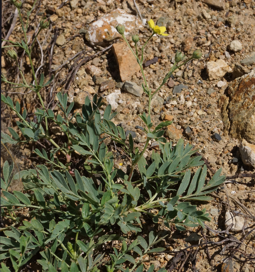 Image of Potentilla orientalis specimen.