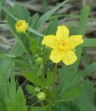 Image of taxon representative. Author is Тамара Риб