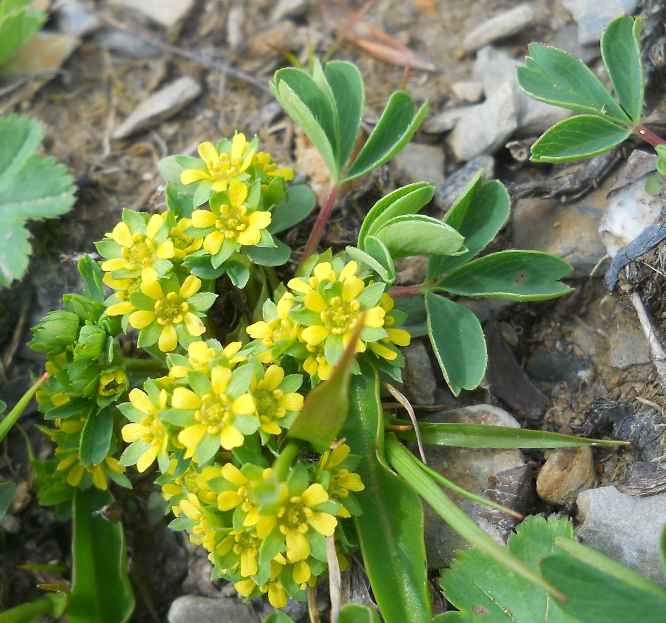 Изображение особи Sibbaldia semiglabra.