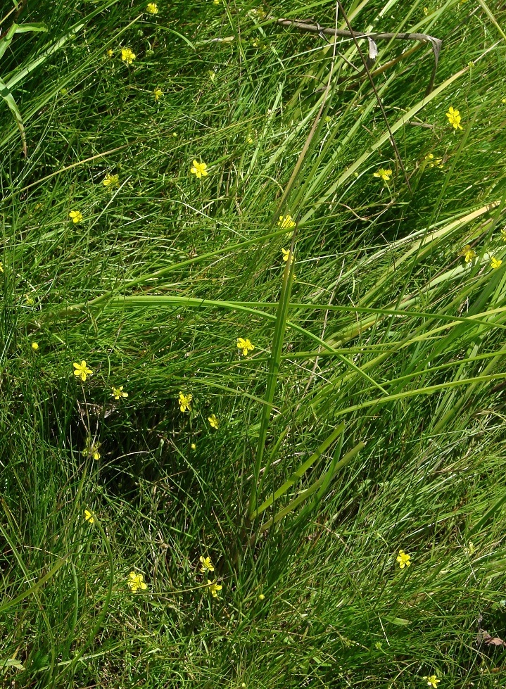 Image of Ranunculus reptans specimen.