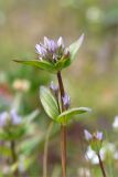 Gentianella lingulata. Верхушка побега с соцветием. Мурманская обл., п-ов Средний, устье р. Выкат, приморский луг. 31.07.2015.