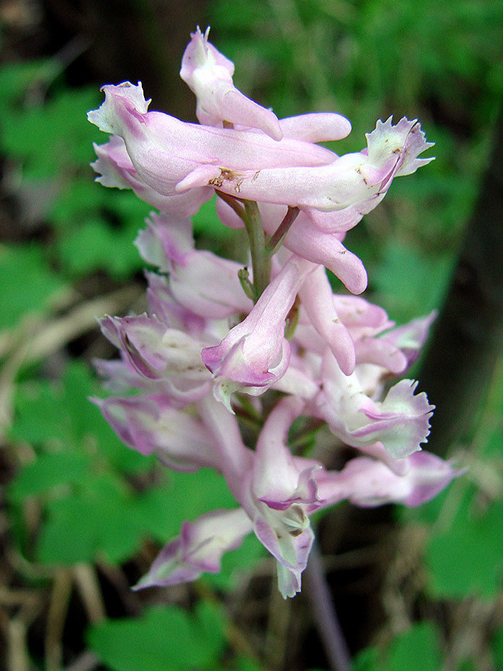 Image of Corydalis paeoniifolia specimen.